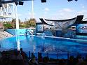 Sea World-84